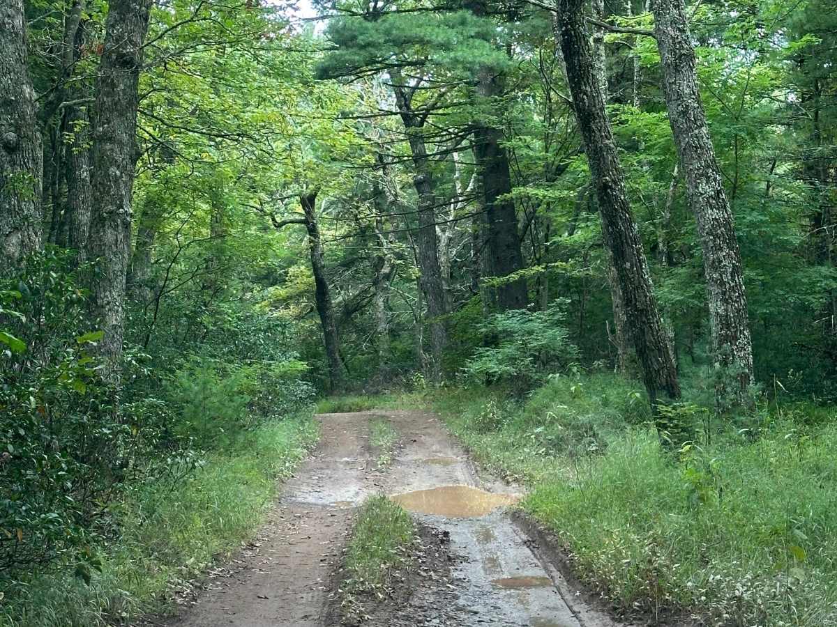 Cow Knob trail photo