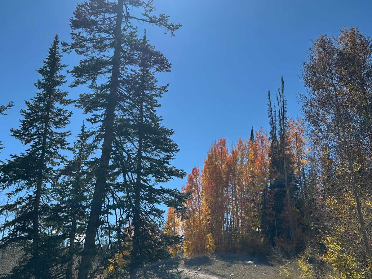 Red Pine Trail photo 5