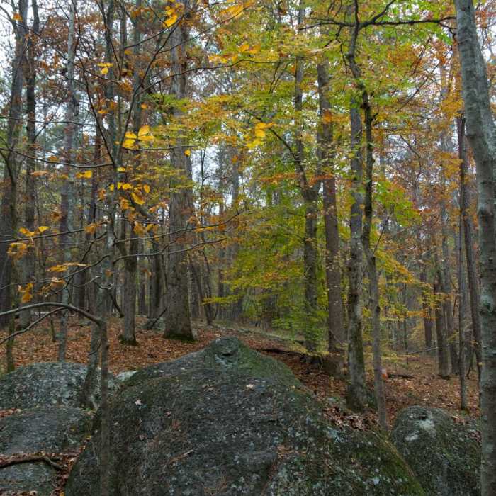 Near Homestead, Sweetgum + White Pine Loop