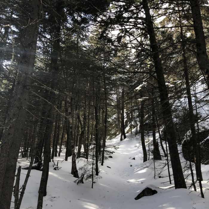 Wentworth Trail Near Wentworth Trail