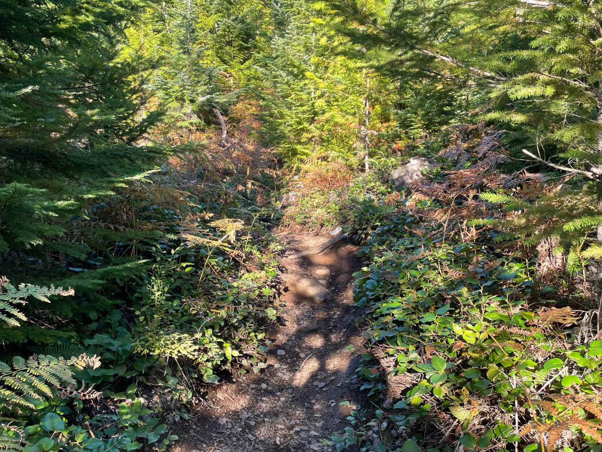 Deep Woods photo 6