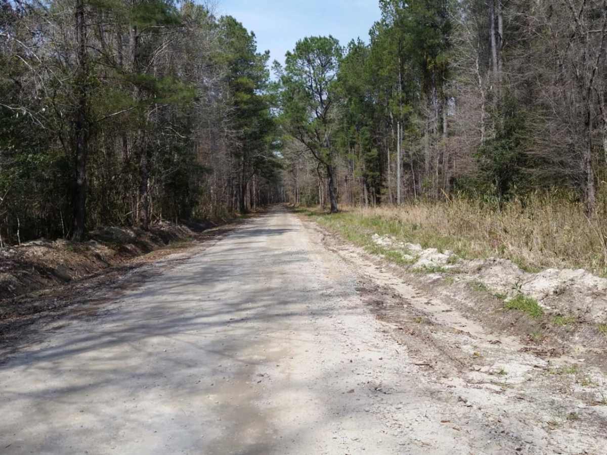 Swamp Fox 1 photo 5