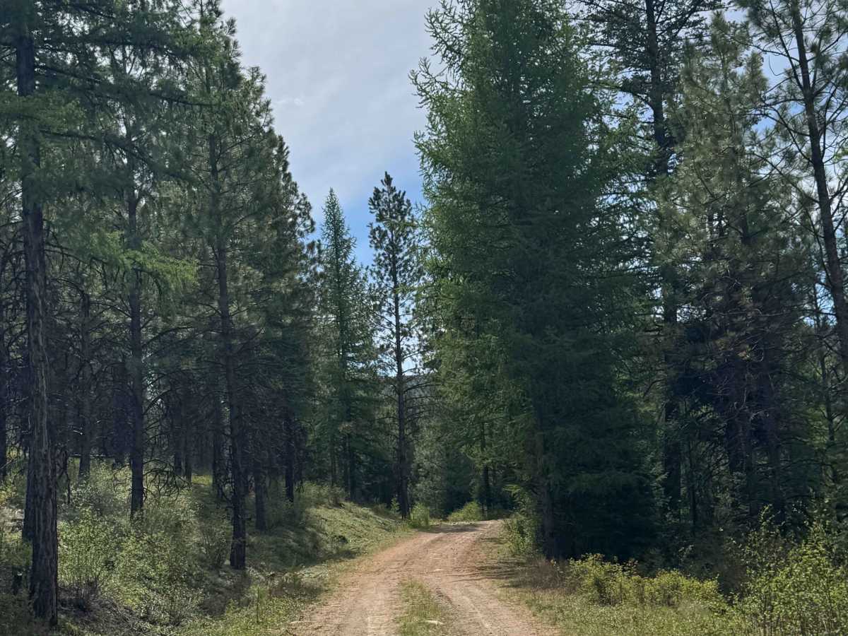Shovel Creek - FS 2040-050 photo 4
