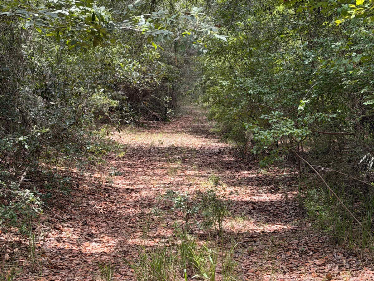 Swamp Camp Trail photo 2