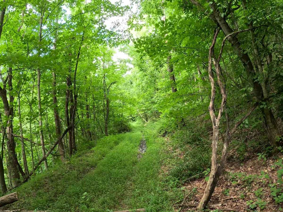 W11A trail photo