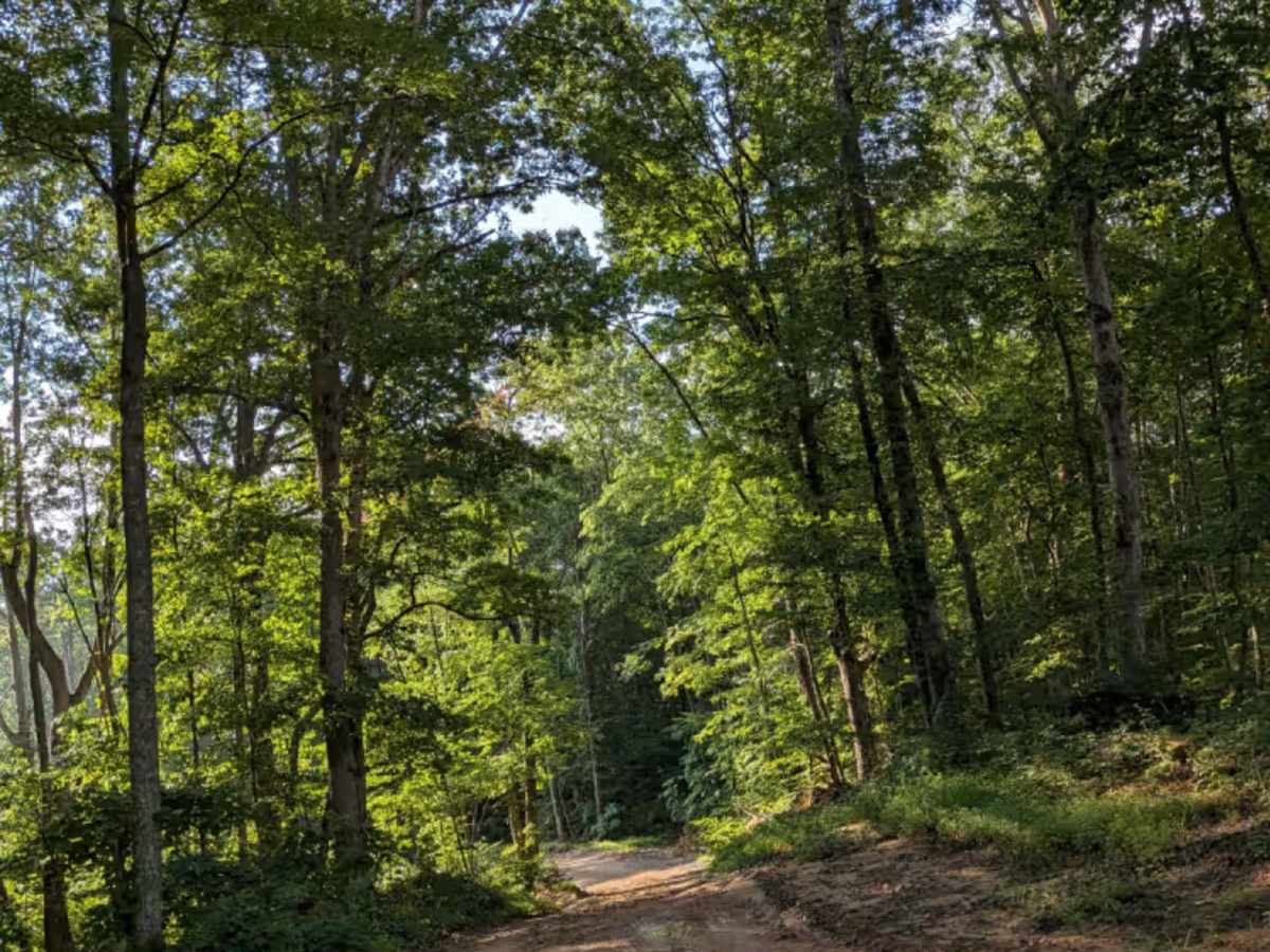 Braddison Branch Road photo 4