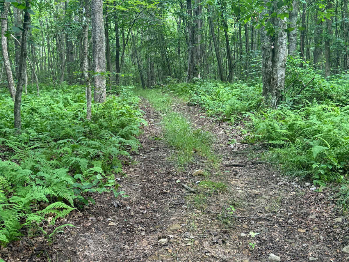 Trail 60 photo 5