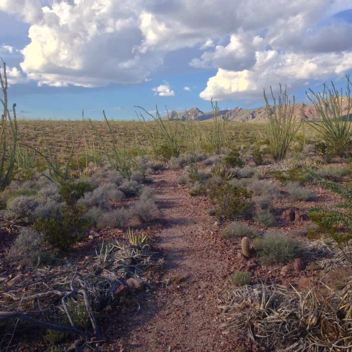 Weaving through towering desert coral. Some can reach twenty feet in height. Near Tour de Lost Dog