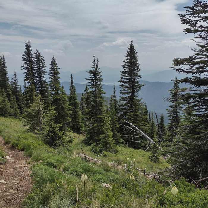 Near Watershed Crest Trail: Phase 1