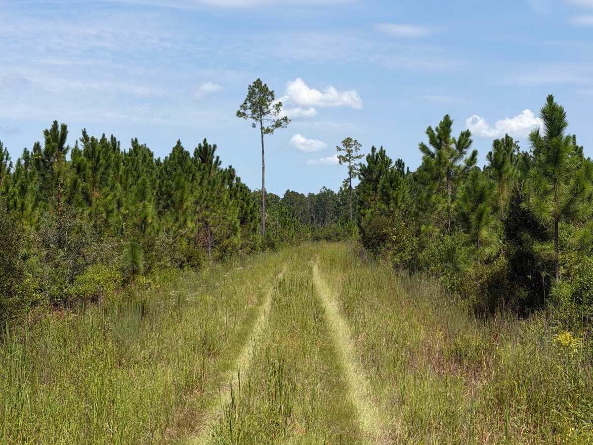 FS 287 trail photo