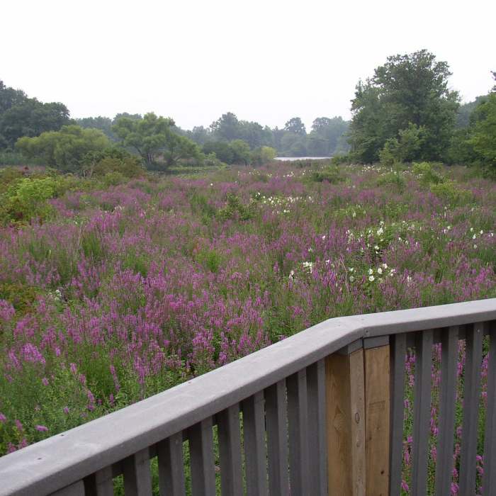 A view from the Observation Platform during the summer. Near Silver Lake and Observation Platform