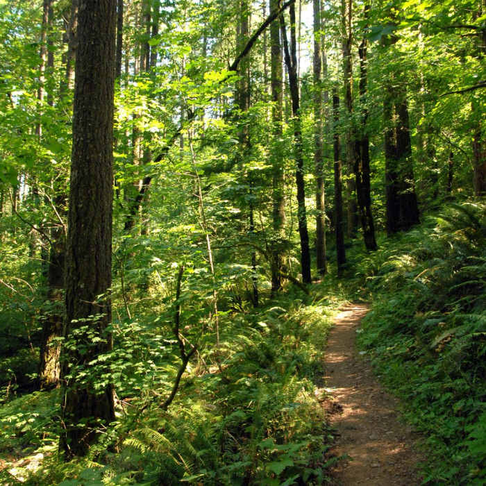 Near Dry Creek Falls