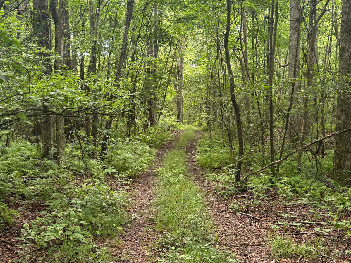 Trail 60 photo 3