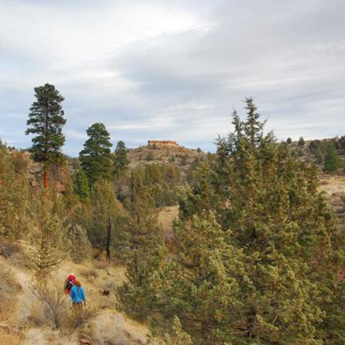Near Lower Whychus Creek Trail