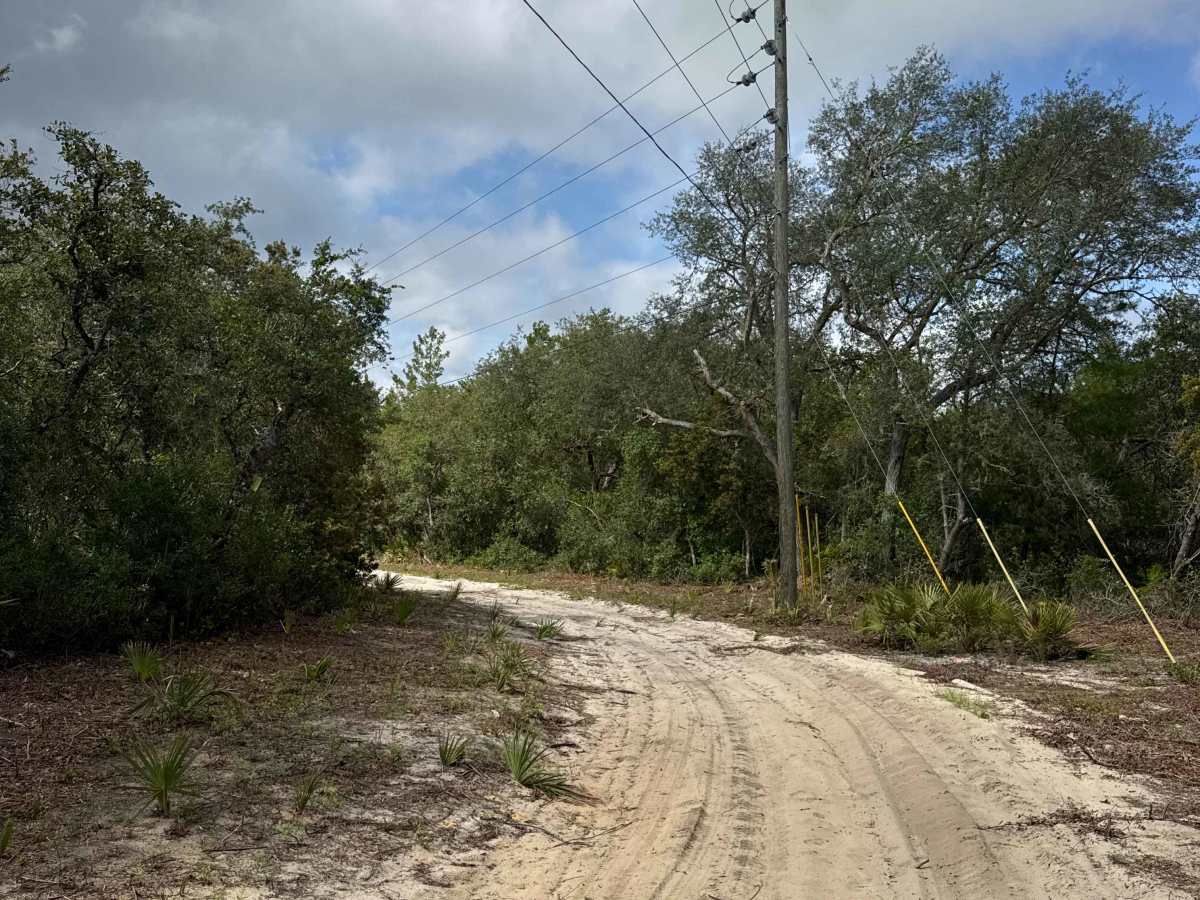 Ocala National Forest Road 19-14.8 photo 3