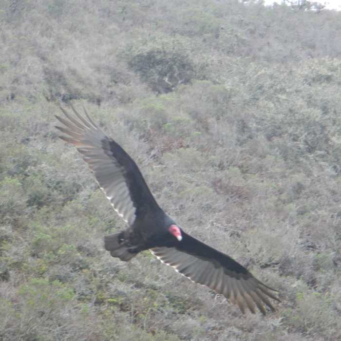 The sweeping turns of buzzards all happen at eye-level on the Wolf Ridge Trail. Near Coastal Trail