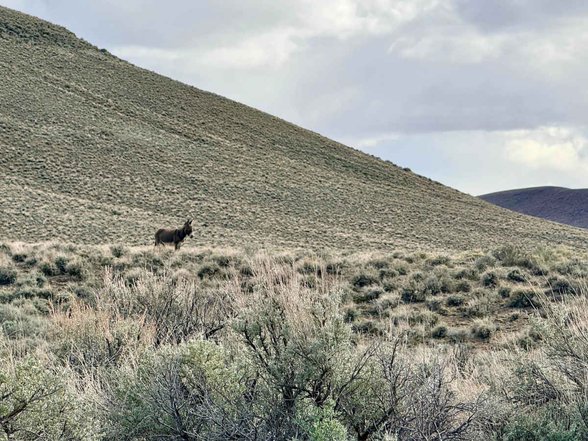 South Spencer - FS 43287 photo 2