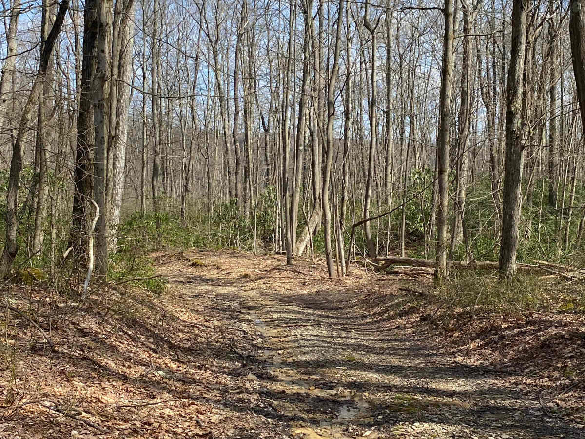 Blackberry Lane photo 5