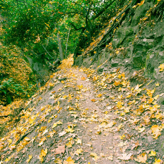 The best spot Near Mt. Wilson Trail #11W22