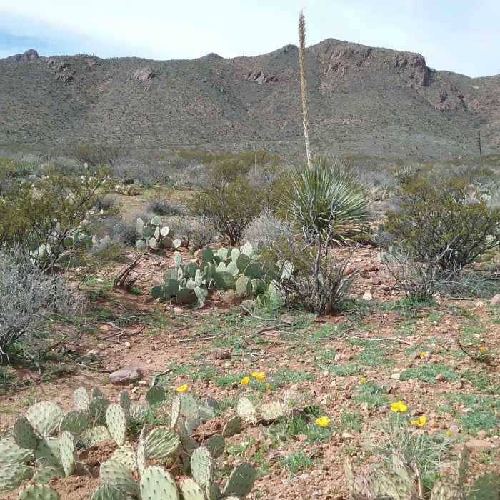 Near Hitt Canyon Loop
