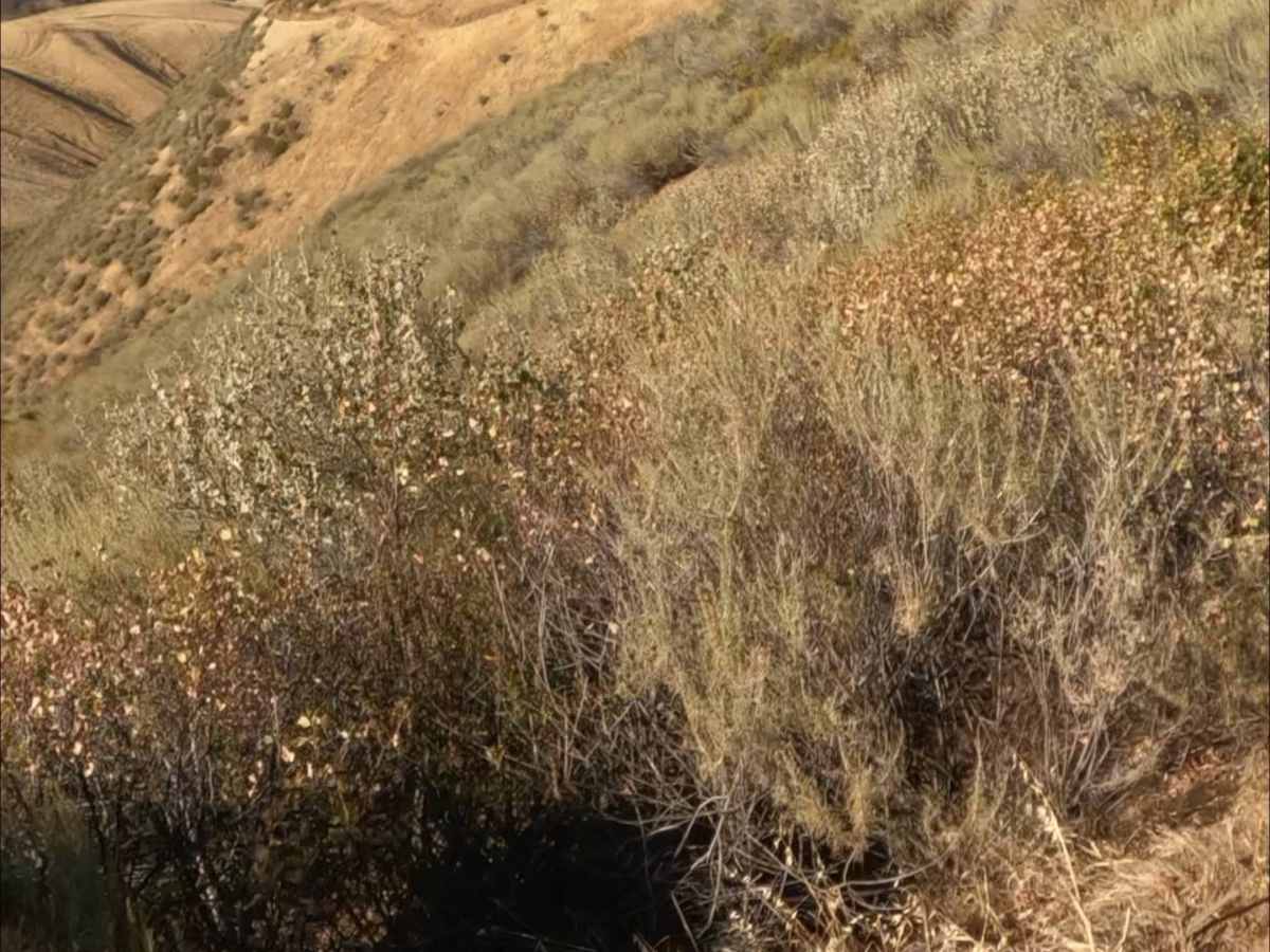Red Trail photo 6