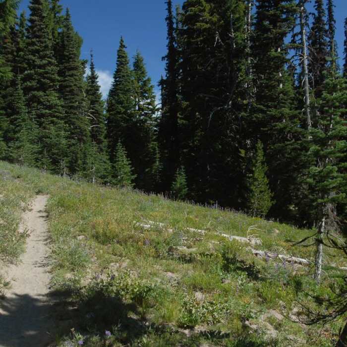 Near Gnarl Ridge Hike