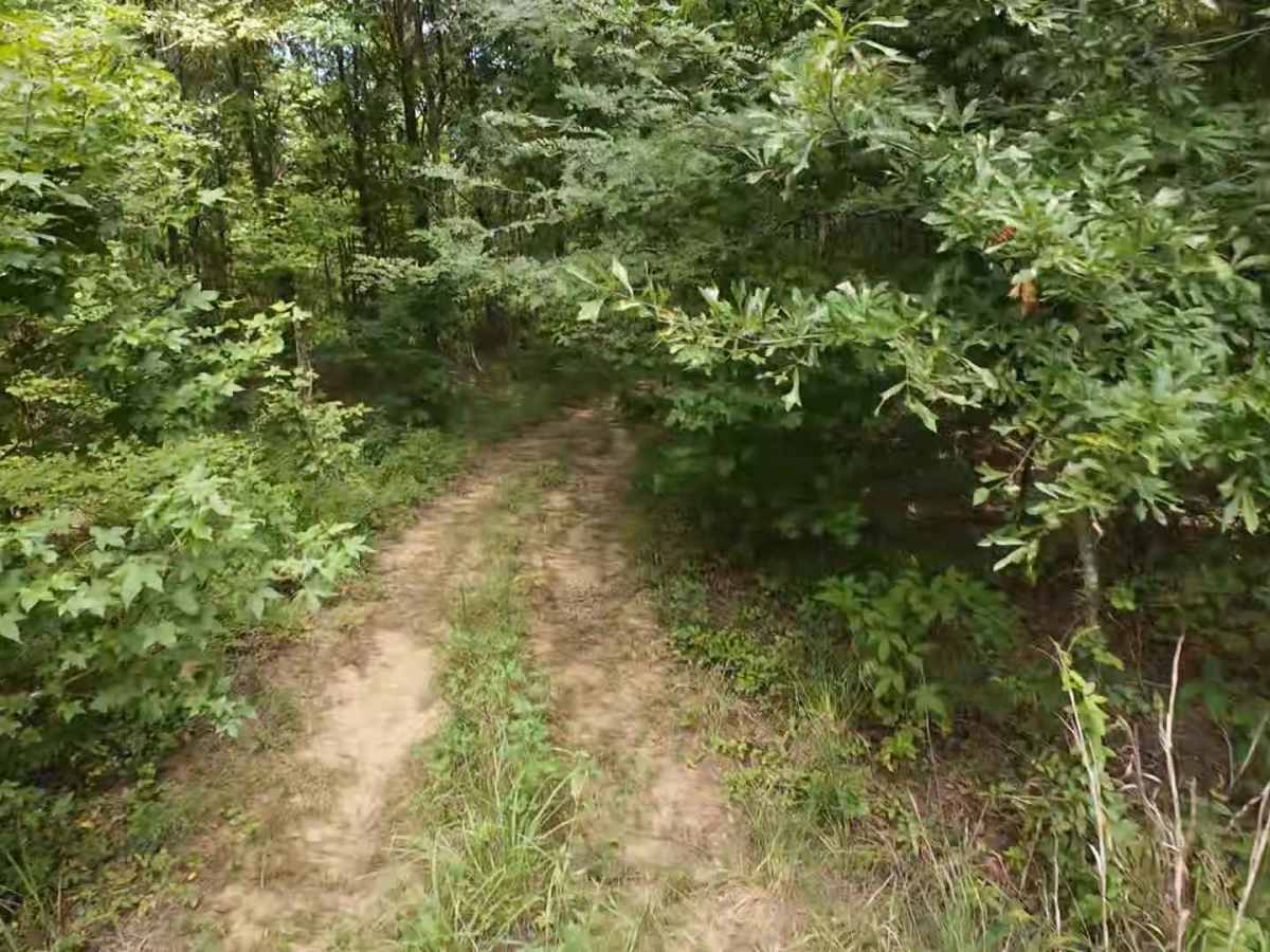 Wheeler Woods Trail photo 2