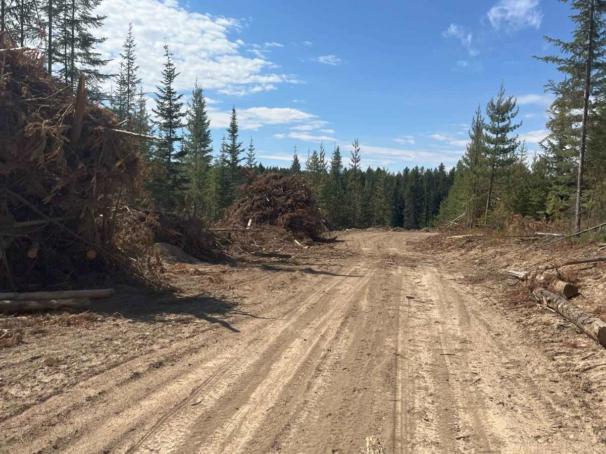 New Logging Road photo 5