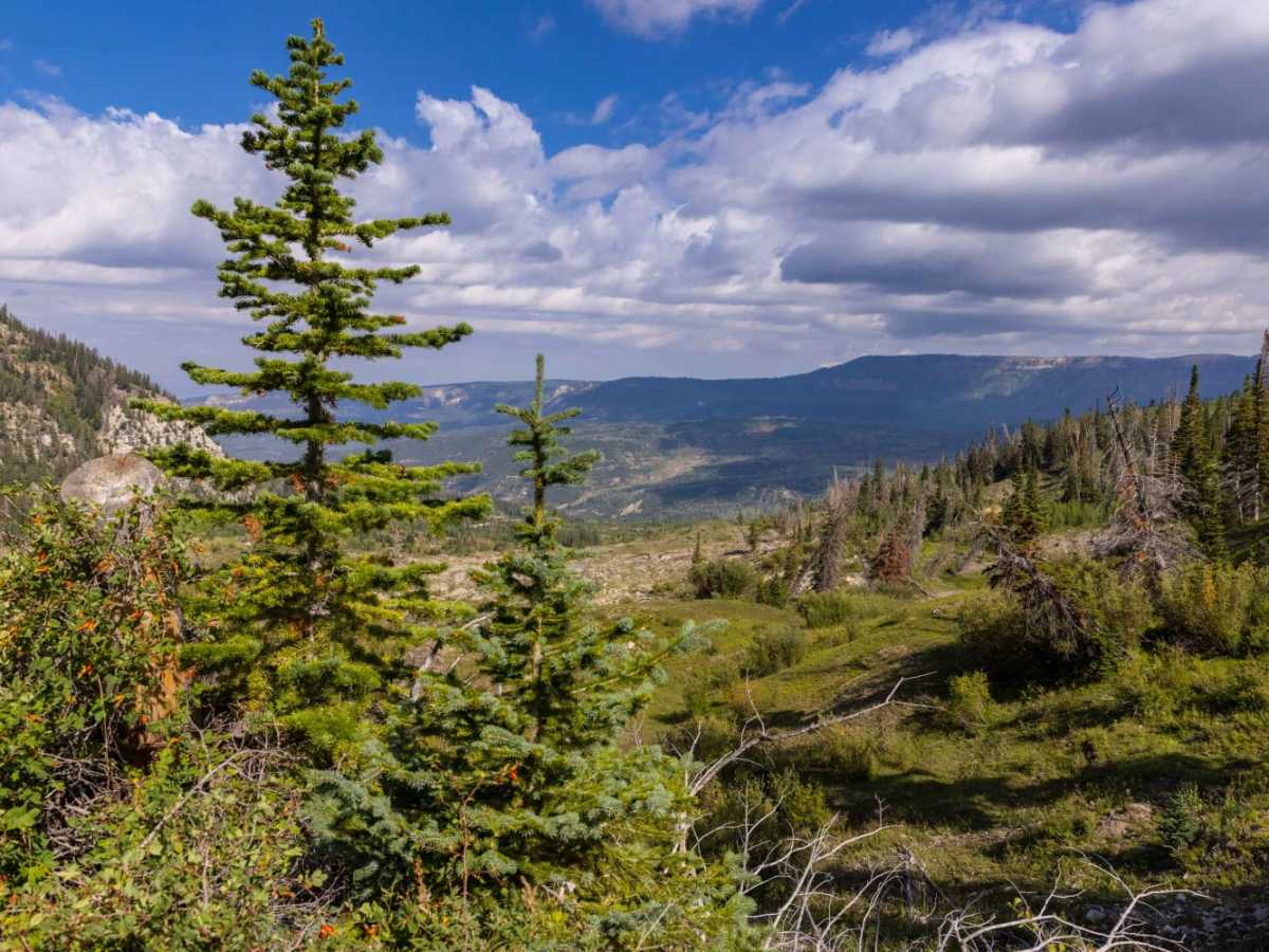 Step Flat Trail photo 6