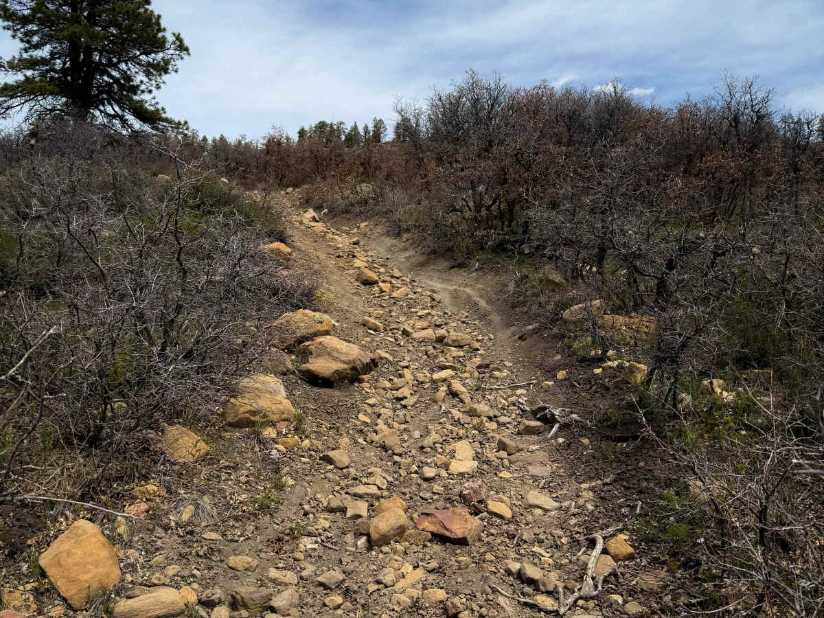 Lower 2 Mile Loop  photo 3
