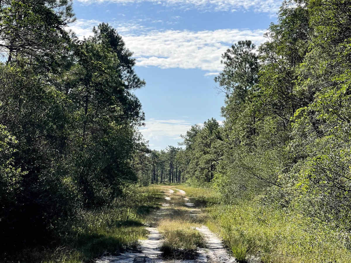 Lenoir Road trail photo