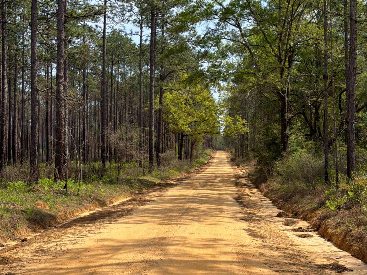 Eadie Cotton Road photo 6