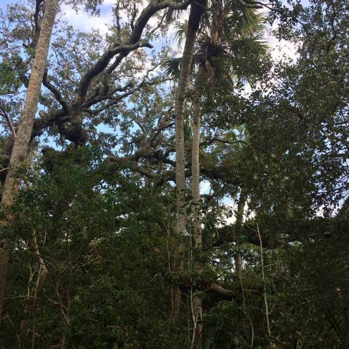 One of many live oaks. Near Maritime Hammock Sanctuary