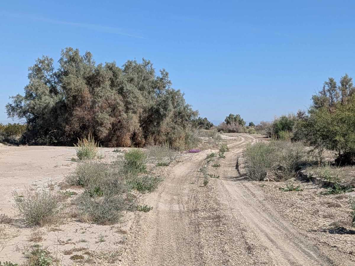 BLM 083 photo 2