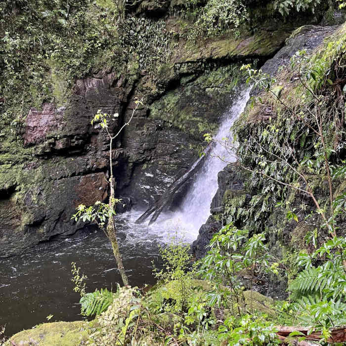 Near McLean Falls Walk