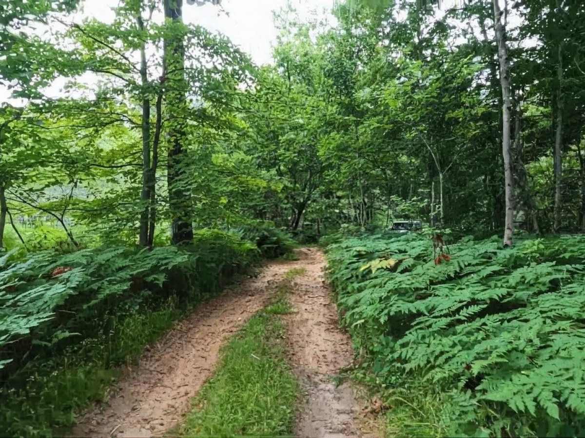 Narrow Wooded Grass Trail photo 3