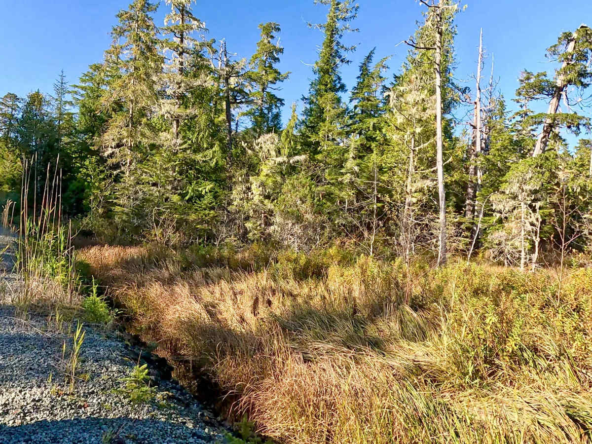Honker Road - FS 3016000 trail photo