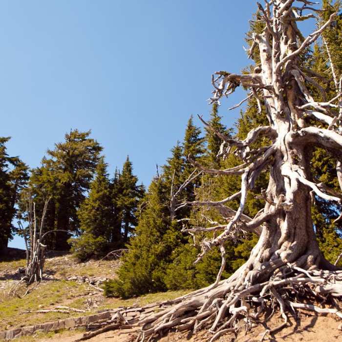 Near Discovery Point Trail