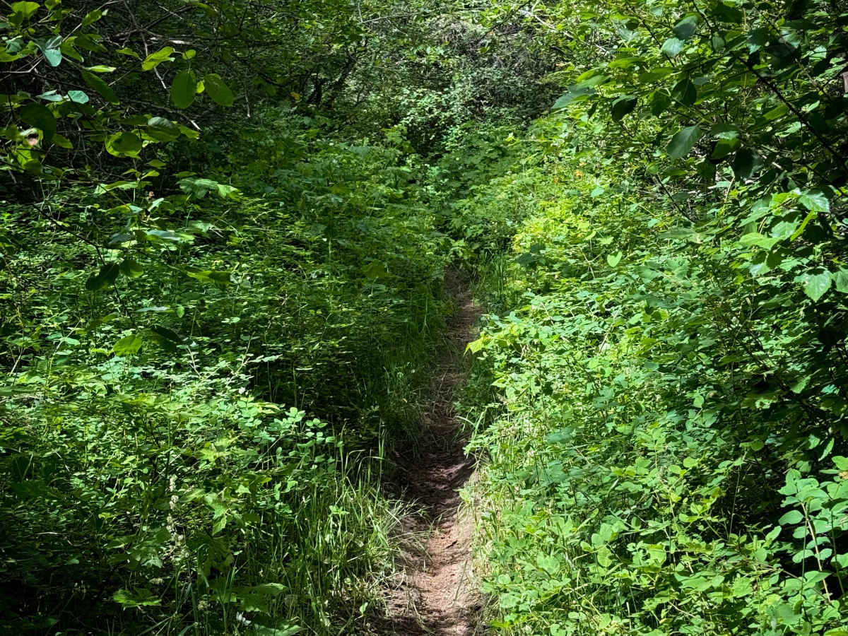 Steep Creek  photo 5
