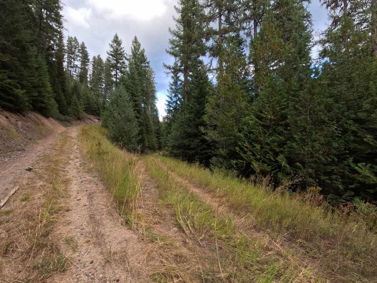 Tola A - FS 461A trail photo