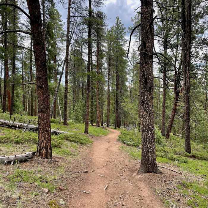 Near Colorado Trail Segment 3