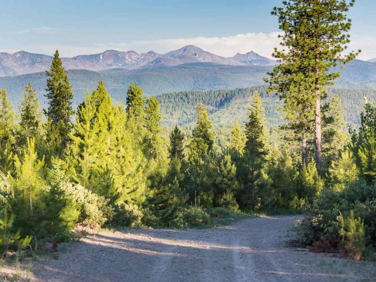 Wagon Mountain Road trail photo