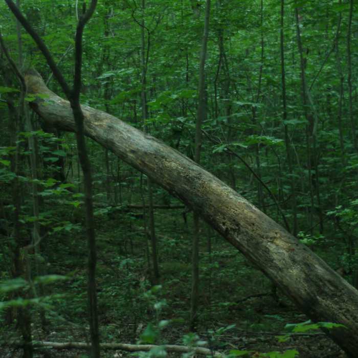 Near Latta Park Shady Loop