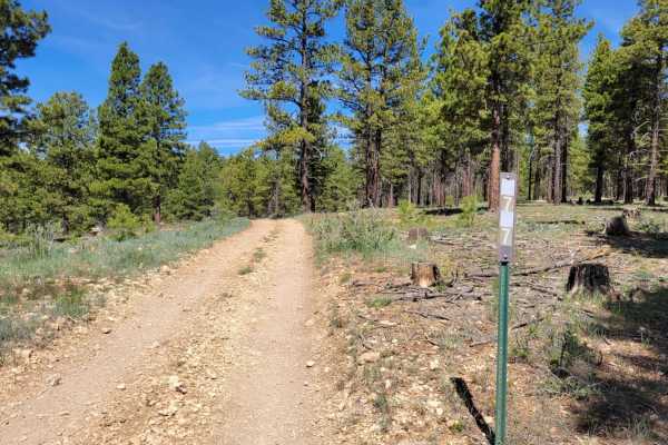 Turkey Track Loop 2 - #17