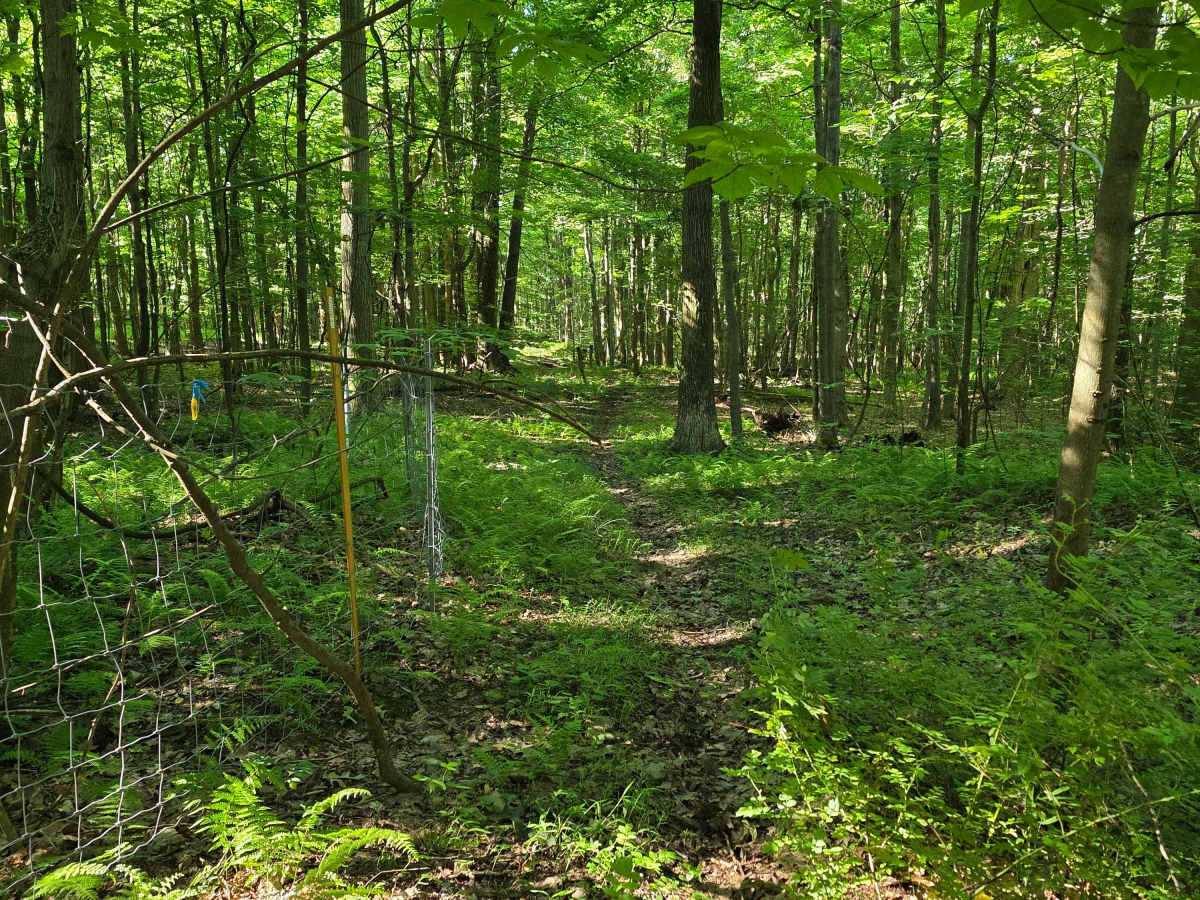 Single Track C7 trail photo