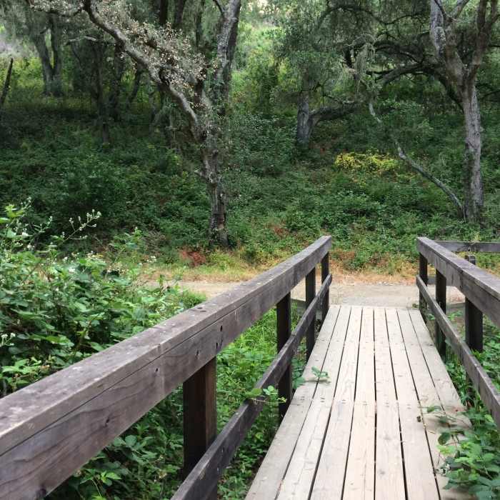 Near Dusky-footed Woodrat Trail
