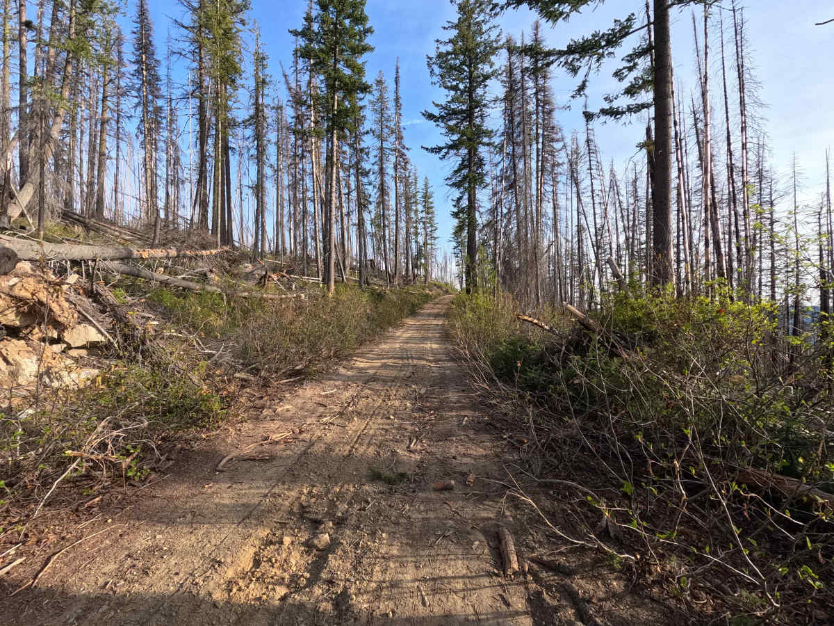 Tyee Ridge Road - FS 57 photo 6
