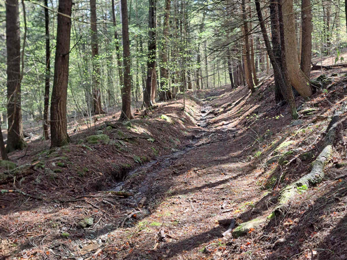 Burton Woods Road photo 6