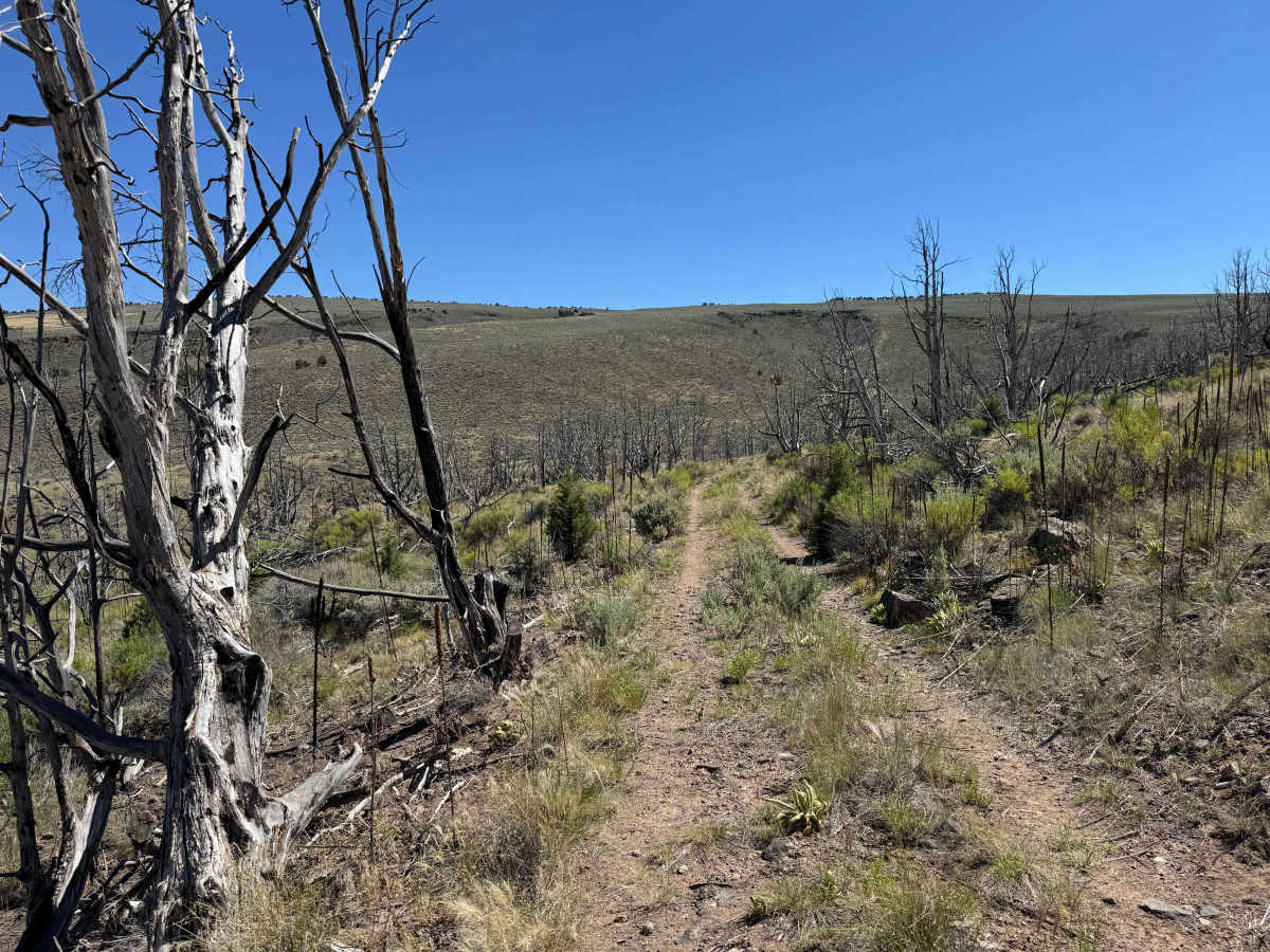 BLM 8464 trail photo
