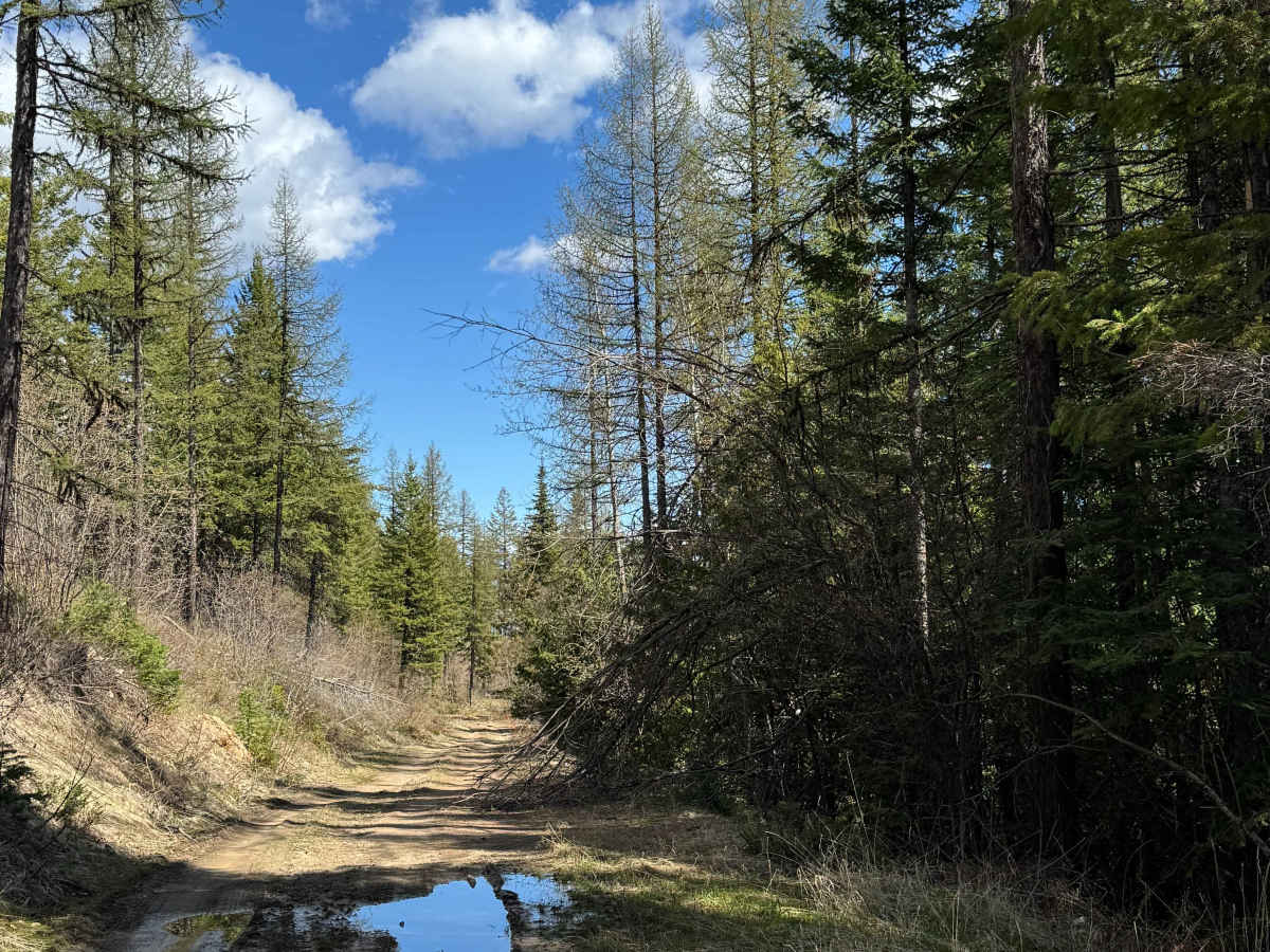 Nancy Creek Road photo 6